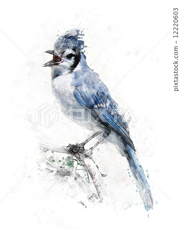 Watercolor Image Of Blue Jay Watercolor Image Of Blue Jay 12220603