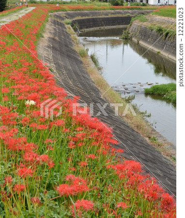 A cluster amaryllis along the arrow Katsukawa 12221023