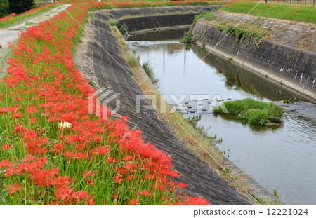 A cluster amaryllis along the arrow Katsukawa 12221024