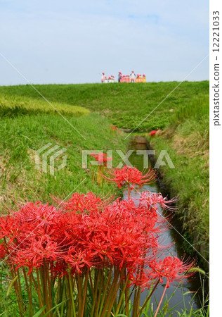 沿箭頭Katsukawa的群集孤挺花 12221033