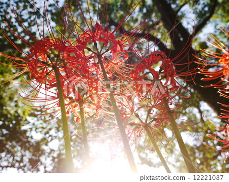 Higisaka 04 12221087