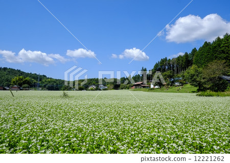 Buckwheat flower garden Buckwheat flower garden 12221262
