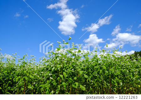 Buckwheat flower garden Buckwheat flower garden 12221263