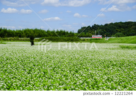 蕎麥花園 蕎麥花園 12221264