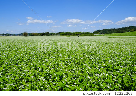 蕎麥花園 12221265