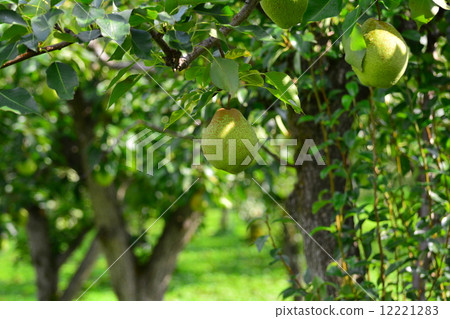 梨樹 梨樹 12221283