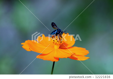 藍蜂 藍蜂 12221816