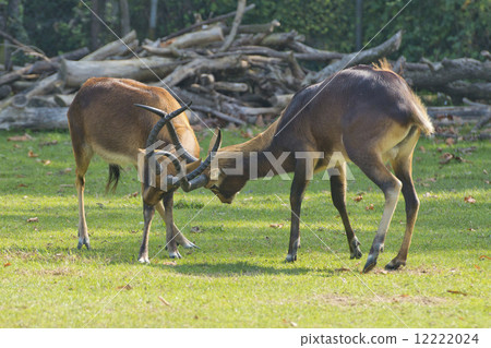 African deers while fighting 12222024