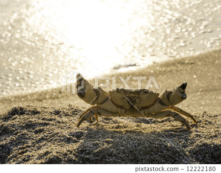 Cancer of the sand on the beach Cancer of the sand on the beach 12222180
