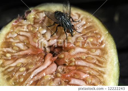 Fly insect on fruit Fly insect on fruit 12222243