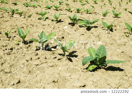 Plantation of young tobacco plants Plantation of young tobacco plants 12222292