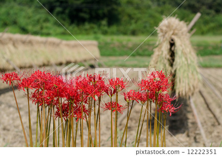 Higanbana和Inagi 5 12222351