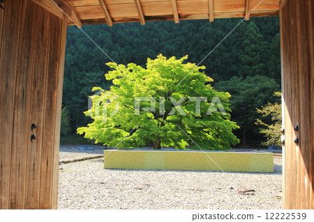 Asakura remains in autumn 12222539