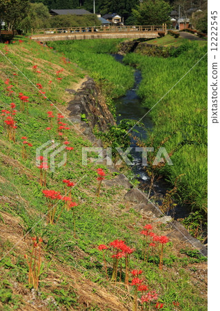 Asakura remains in autumn 12222545