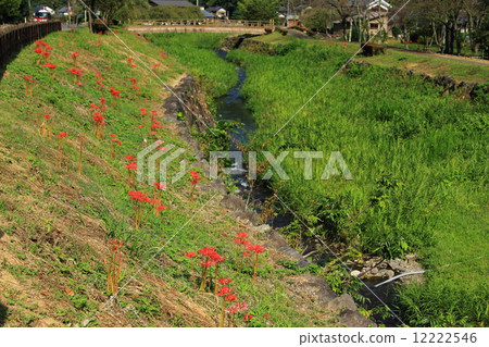 Asakura remains in autumn 12222546