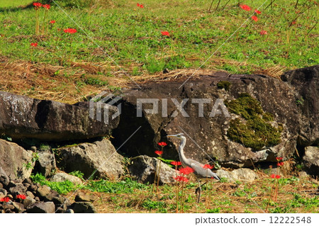 Asakura remains in autumn 12222548