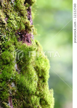 Moss of tree trunk Moss of tree trunk 12222580