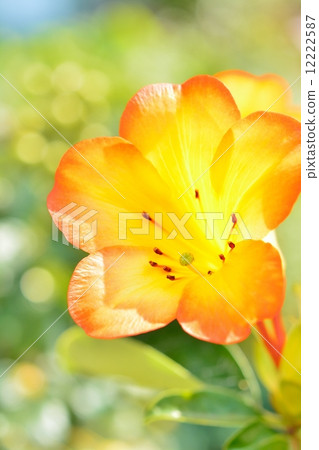 Virea (Malaysia Rhododendron) 12222587