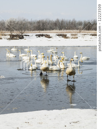 Swans across the river (Vertical · river) Swans across the river (Vertical · river) 12223509