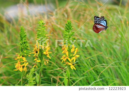 Alpine plants and butterflies 12223923