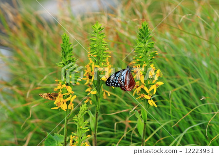 Alpine plants and butterflies Alpine plants and butterflies 12223931