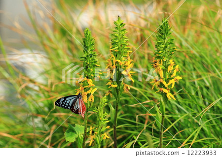 Alpine plants and butterflies Alpine plants and butterflies 12223933