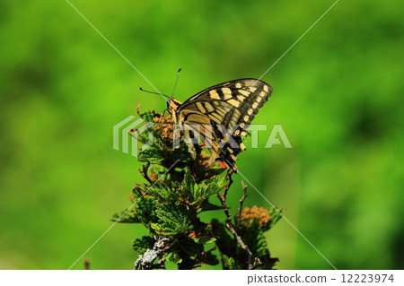 Alpine plants and butterflies Alpine plants and butterflies 12223974