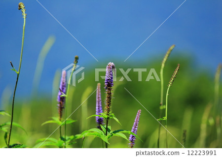 Ibukiyama Ibukiyama 12223991