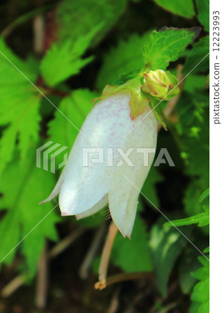 螢火蟲noviclo 螢火蟲noviclo 12223993