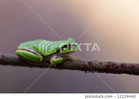 Japanese black frog 12224440