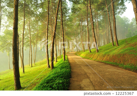 The Misty pine forest at North of Thailand The Misty pine forest at North of Thailand 12225367