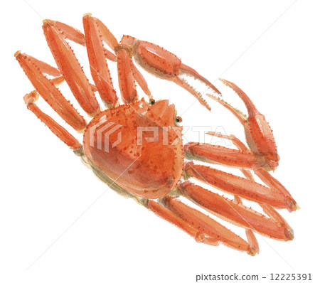 Crab Pine needle crab Snow crab 12225391
