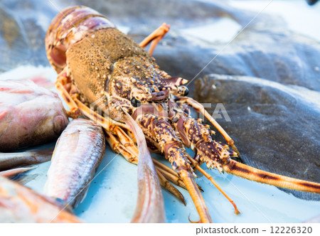 Lobster close-up Lobster close-up 12226320