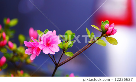 Beautiful pink rhododendron flowers 12226627