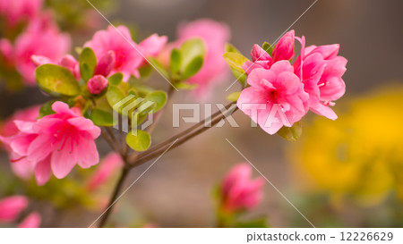 Beautiful pink rhododendron flowers Beautiful pink rhododendron flowers 12226629