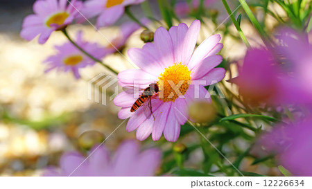Hover Flies hover files macro in green nature or in the garden Hover Flies hover files macro in green nature or in the garden 12226634