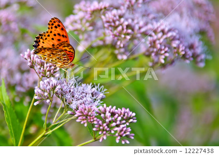 Tsumagro Hyoumon and Fujikama 12227438