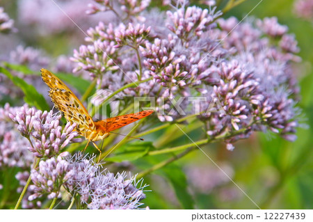 Tsumagro Hyoumon and Fujikama Tsumagro Hyoumon and Fujikama 12227439