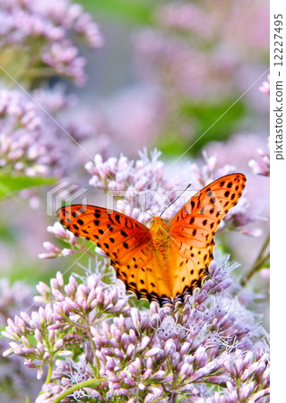 Tsumagro Hyoumon and Fujikama 12227495