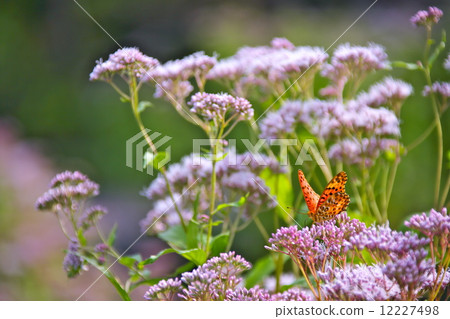 Tsumagro Hyoumon and Fujikama 12227498