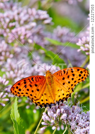 Tsumagro Hyoumon and Fujikama 12227503