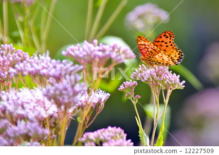 Tsumagro Hyoumon和Fujikama 12227509