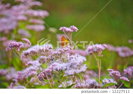 Tsumagro Hyoumon and Fujikama 12227511