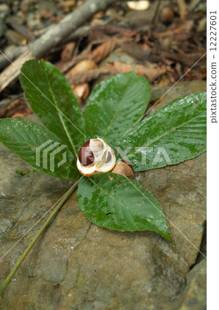 Fruit that jumped out of the leaves of Tochi and Onikoro 12227601