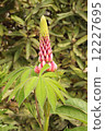 A strange plant lupine of bizarre elongated shape with pink fleshy buds and large green leaves 12227695