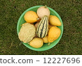 Decorative yellow pumpkins collected from a bush in a light-green basket for onward transportation 12227696