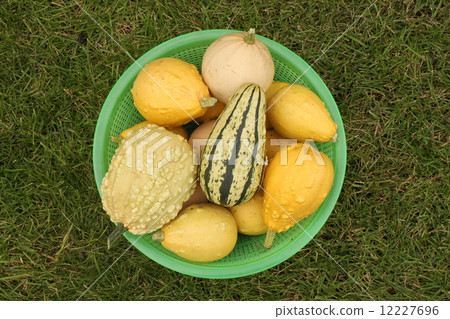 Decorative yellow pumpkins collected from a bush in a light-green basket for onward transportation 12227696