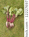 Washed beets with tops from a garden-bed on the green grass 12227697