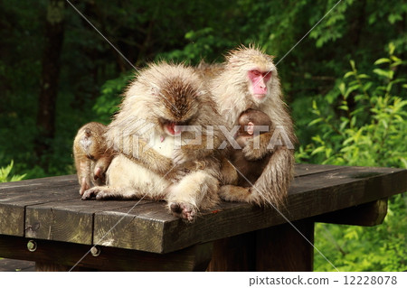 A monkey A monkey 12228078