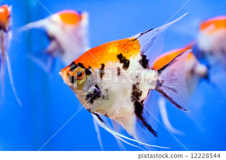 Aquarium fish Aquarium fish 12228544